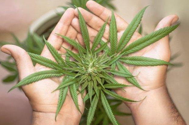 feuilles de cannabis dans main